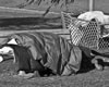 homeless-392347bw thumb